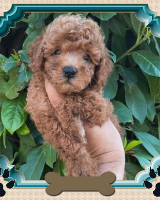 Barboncino Toy pedigree ENCI 