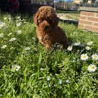 Cucciola barboncino toy