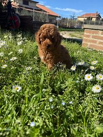 Cucciola barboncino toy