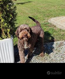 Lagotto da monta