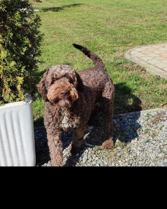 Lagotto da monta