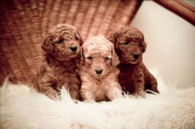 3 cuccioli maschi tipo Barboncino Toy - genitori c