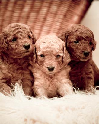 3 cuccioli maschi tipo Barboncino Toy - genitori c
