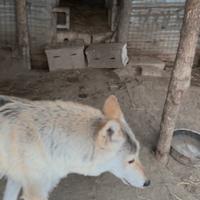 Cuccioli wolfdog