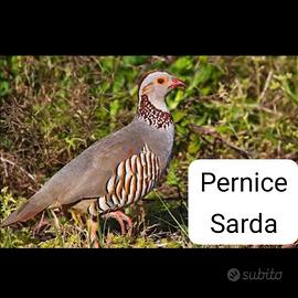 Pernice sarda