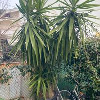 Pianta Tronchetto della felicita (Yucca) 3 metri