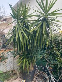 Pianta Tronchetto della felicita (Yucca) 3 metri