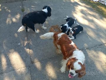 Cavalier king cuccioli
