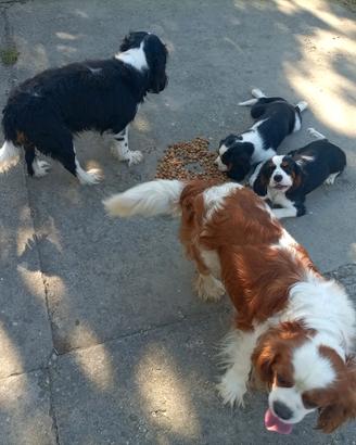 Cavalier king cuccioli