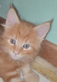 Splendidi Maine Coon Red
