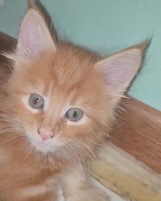 Splendidi Maine Coon Red