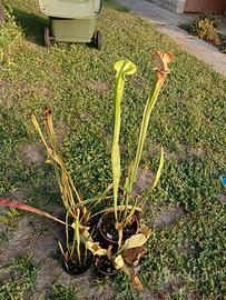 Piante carnivore sarracenia lotto 1