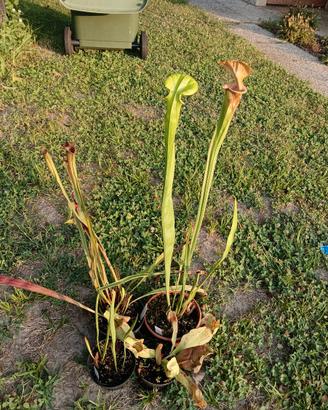 Piante carnivore sarracenia lotto 1