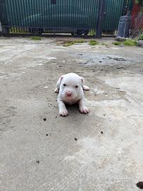 Pitbull ukc