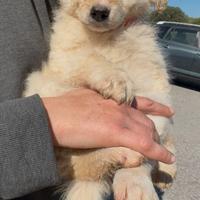 Meravigliose cucciole in adozione