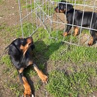 Cucciole di Pincher, Zwergpinscher
