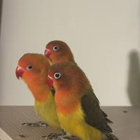 Inseparabili Fischer