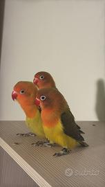 Inseparabili Fischer