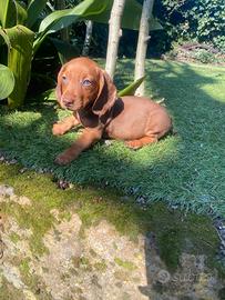 Bassotti Nani Cioccolato cuccioli