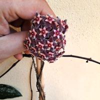 Hoya Pubicalyx grande