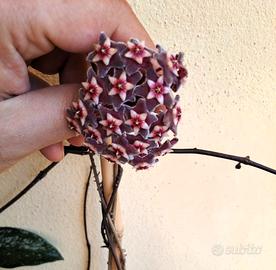 Hoya Pubicalyx grande