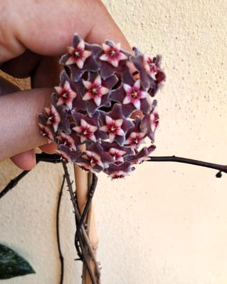 Hoya Pubicalyx grande