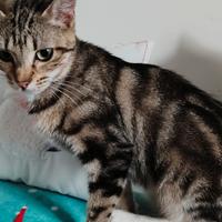 Splendida gatta Sokoke