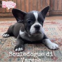 Bulldog francese bouledogue blue femmina