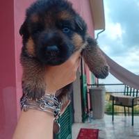Cuccioli di pastore tedesco