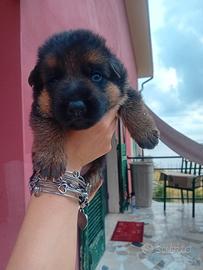 Cuccioli di pastore tedesco