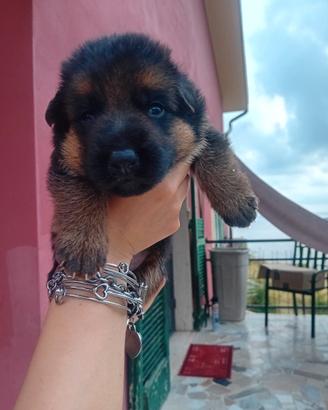 Cuccioli di pastore tedesco