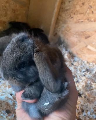 Cuccioli coniglio nano ariete diversi colori