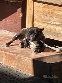 Buldog francese