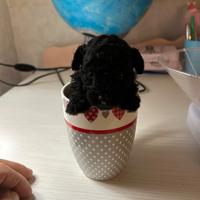 3 Barboncini toy feminine