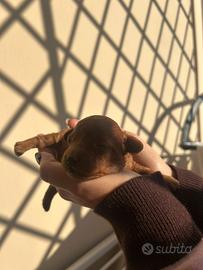 Barboncino red maschio