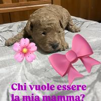 Cucciola di barboncino4