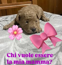 Cucciola di barboncino4