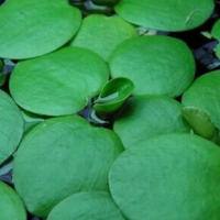 Limnobium piante galleggianti acquario laghetto