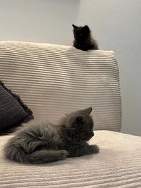 Cuccioli di gatto
