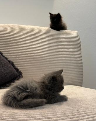 Cuccioli di gatto
