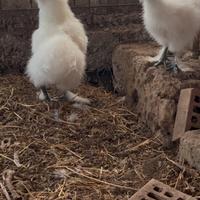 Coppia galline morosetta