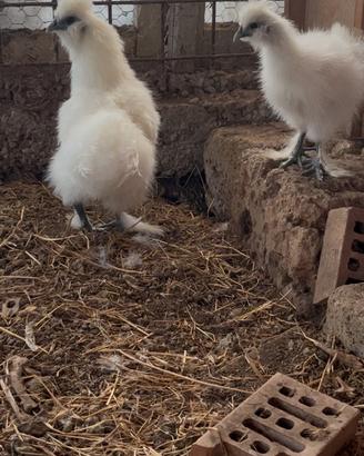Coppia galline morosetta