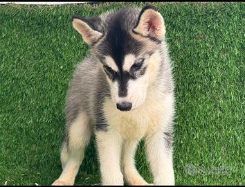 husky 