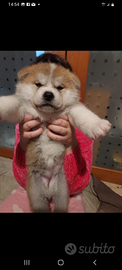 Akita Inu con Pedigree