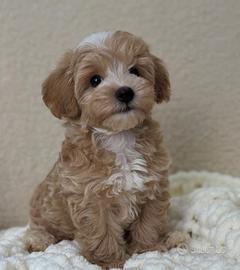 MALTIPOO - MALTIPO CUCCIOLI ITALIANI pag rate