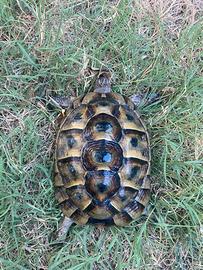 Tartaruga di terra adulta