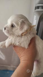 Maltese coreano Toy stupendo