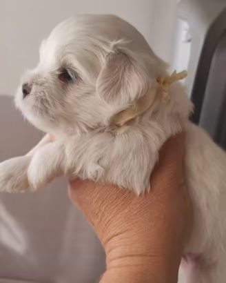Maltese coreano Toy stupendo
