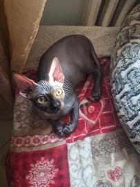 Sphynx cucciolo