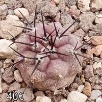 cactus copiapoa cinerea Mont perales rcp35 